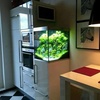 اجرای اکواریوم گیاهی در آشپزخانه، کاملا طبیعی و جذاب