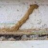 گالری موریانه خاک(termite)