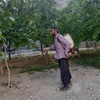نمونه کار سمپاشی باغدر چهار دیواری پونک