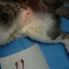 جراحی عقیم سازی گربه ماده با کمترین برش و بخیه های جذبی و زیر جلدی😺😻