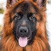 آموزش سگهای نگهبان برای محافظت از اعضای خانواده