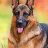 آموزش سگهای امدادی شامل افراد نابینا و ناشنوایان و اشخاص با بیماری هاو