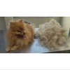 دیشدینگ سگ پامر 🐶 روشی که تنها حجم مو کم میشود بدون کوتاهی سایز