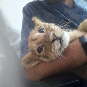 تصویر گالری