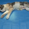 جراحی عقیم سازی گربه ماده 😻 نیاز به کشیدن بخیه هم نداره 😺