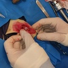 جراحی تثبیت شکستگی در بچه گربه ۷۰۰ گرمی