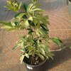 باغبانی وطراحی فضای  سبز وکشت وکارگل وگیاه