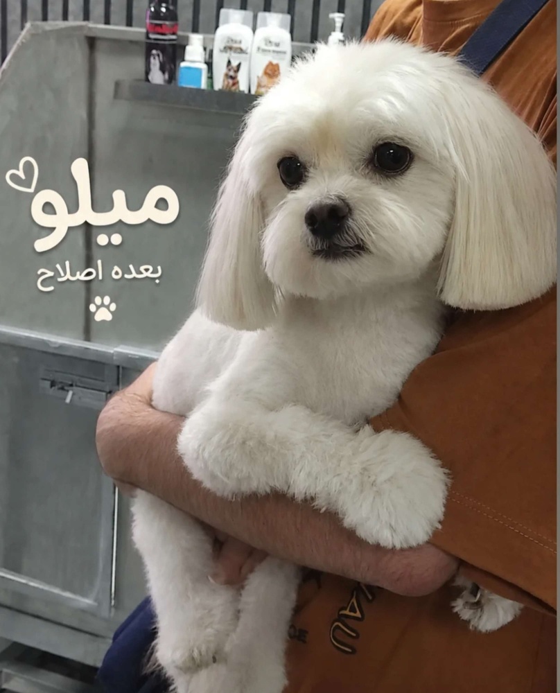 نمونه کار بنفشه لطفی آهنگرکلائی 1