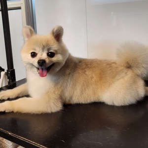 مریم پیغامی