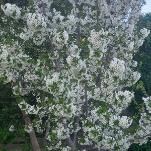 ناصر علی یاری