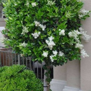 مرضیه  رضائی زاده