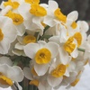 سعید محمدبیگی دهقی