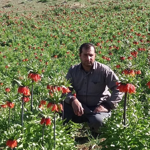 جهانگیر احمدی