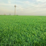 سجاد ملائی