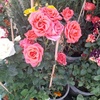 تصویر پروفایل مهدی نودهانی