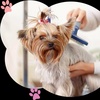 تصویر پروفایل آرایشگاه حیوانات خانگی پوما