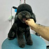 تصویر پروفایل آرایشگاه حیوانات