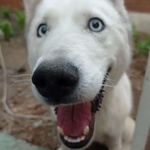 سید مجید مصباحی