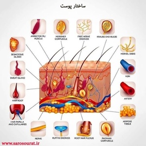 سمیرا حسینعلی قصاب