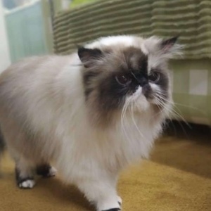 مجید رئیسی حاجی آبادی