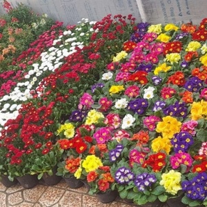 معصوم نودهانی
