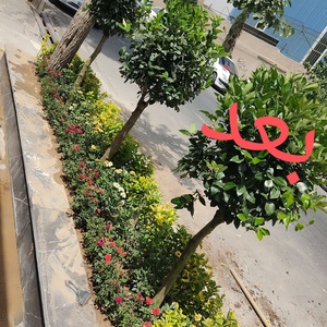 مرضیه رضائی زاده