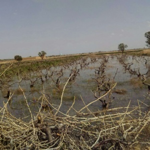 جهانبخش جهانبخشی