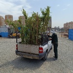ارش احمدی