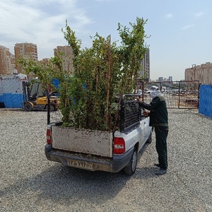 ارش احمدی