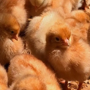 کارگاه جوجه کشی  پر طلایی 