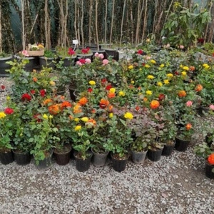 ابوالفضل نودهانی