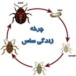 بهزاد مختاری افوس