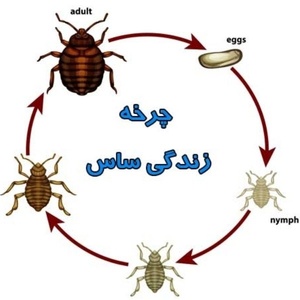 بهزاد مختاری افوس