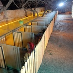 روح اله پاک نعمت