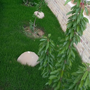 علی سرمدی قهرمانی
