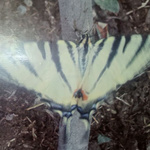 حمید عاشوری