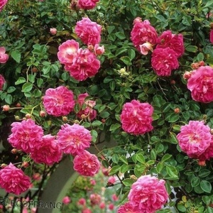 محدثه قرایی
