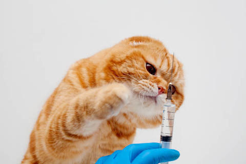 واکسن حیوانات