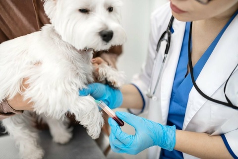 هزینه آزمایش خون سگ