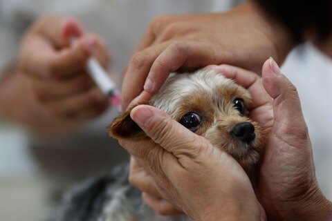 قیمت واکسن سگ