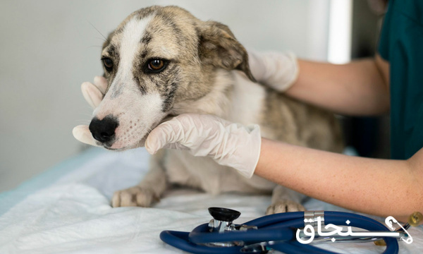معاینه و درمان حیوانات