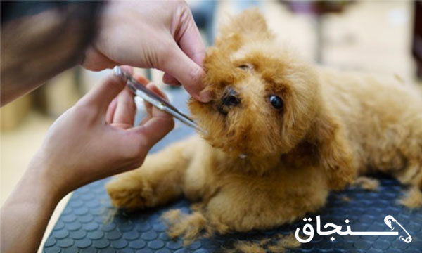 آرایش حیوانات خانگی
