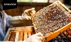 آموزش زنبورداری