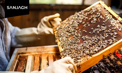 آموزش زنبورداری